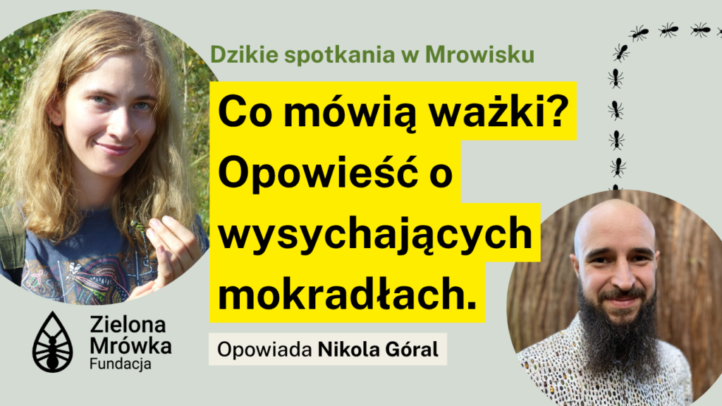 Co mówią ważki? Opowieść o wysychających mokradłach