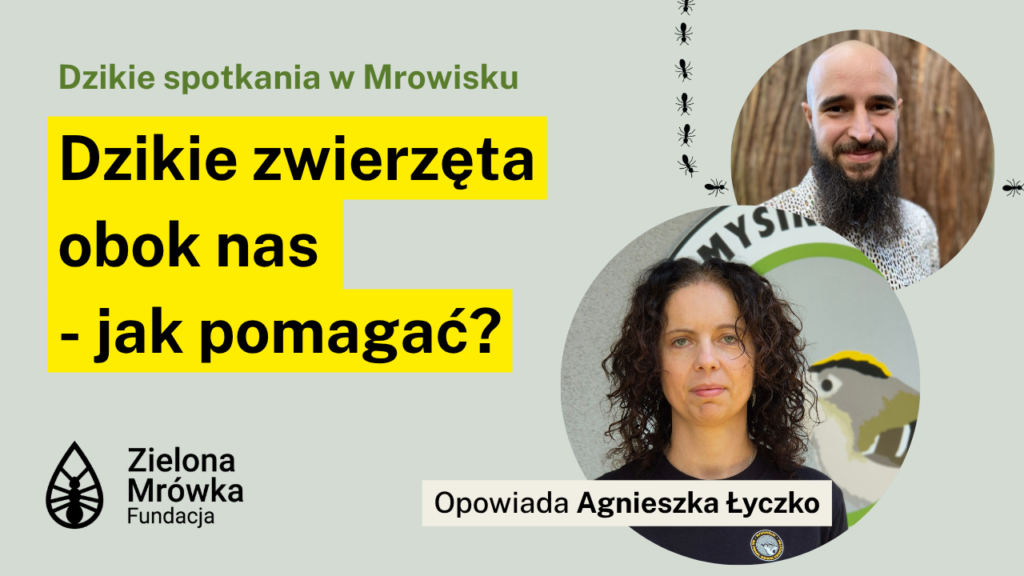 Dzikie zwierzęta obok nas – jak pomagać?