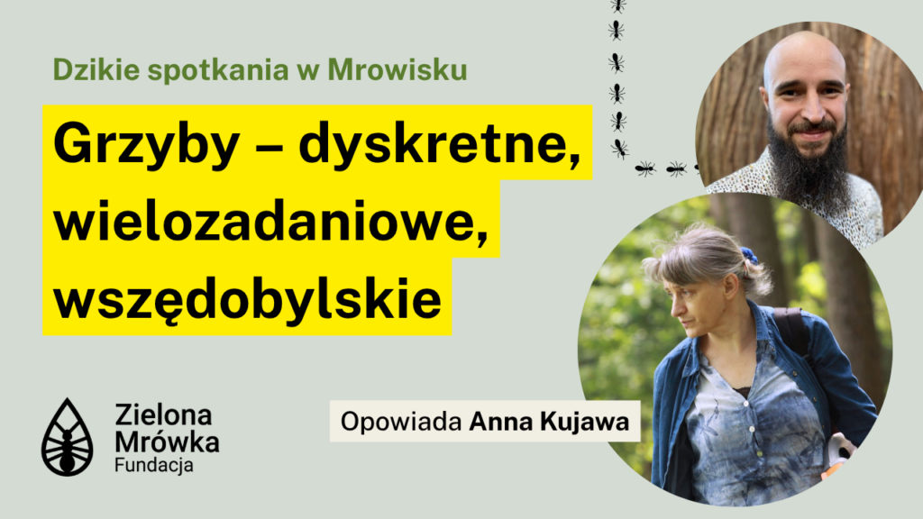 Grzyby – dyskretne, wielozadaniowe, wszędobylskie