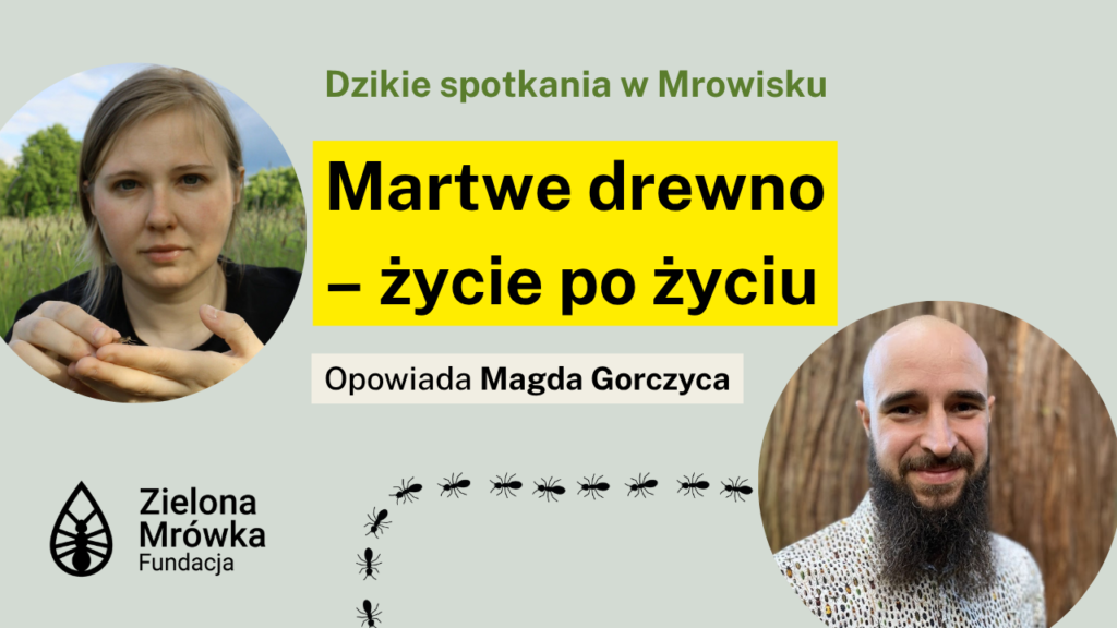 Martwe drewno – życie po życiu