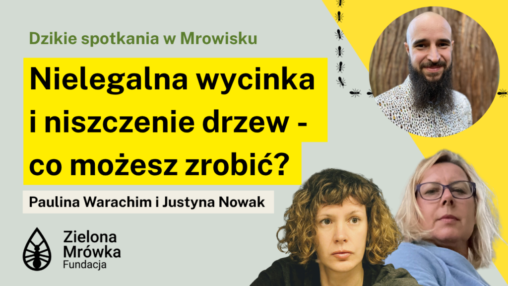 Nielegalna wycinka i niszczenie drzew - co możesz zrobić?