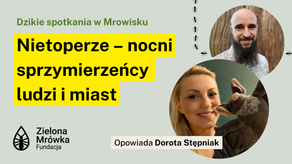 Nietoperze – nocni sprzymierzeńcy ludzi i miast