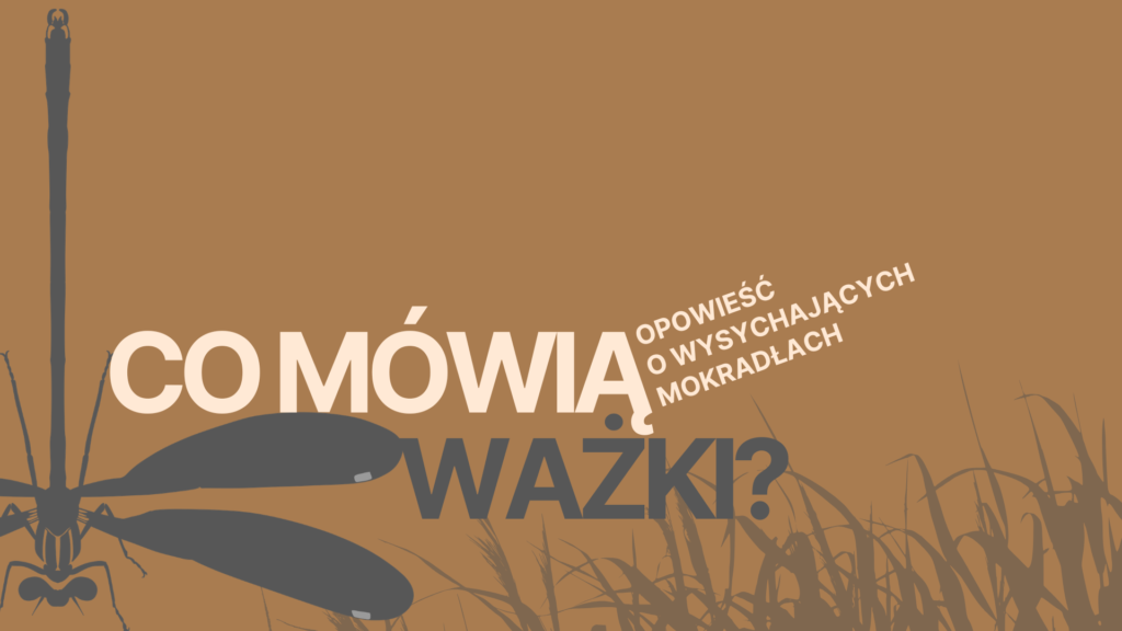 WAŻKI JAKO ORGANIZMY WRAŻLIWE NA PRZEKSZTALCENIE ŚRODOWISKA WODNEGO I LĄDOWEGO
