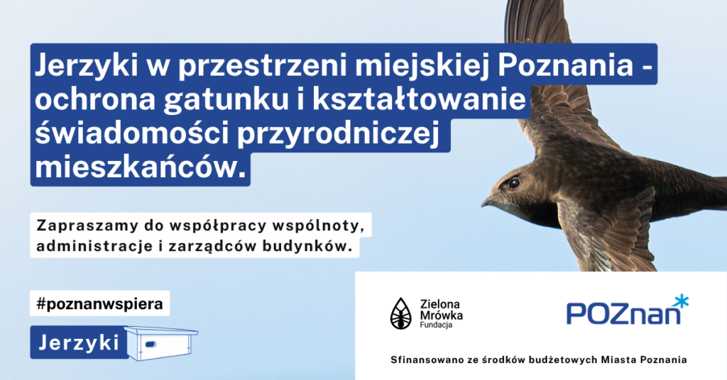 Jerzyk zwyczajny w locie na tle nieba, z charakterystycznymi sierpowato wygiętymi skrzydłami. Fot. Marek Faber.